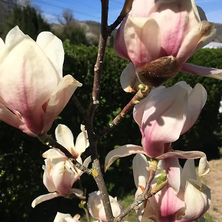 Appartamento Les Hortensias En Alsace - Meublé De Tourisme 3 étoiles Barembach