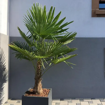 Appartamento Les Hortensias En Alsace - Meublé De Tourisme 3 étoiles Barembach