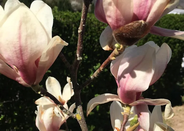 아파트 Les Hortensias En Alsace - Meuble De Tourisme 3 Etoiles Barembach