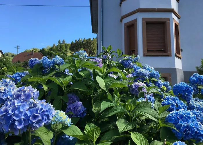 Les Hortensias En Alsace - Meuble De Tourisme 3 Etoiles